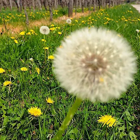Casa Romea * Cividale del Friuli