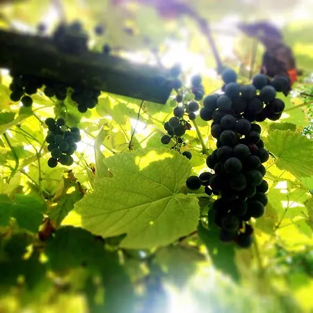 Lejlighed Casa Romea